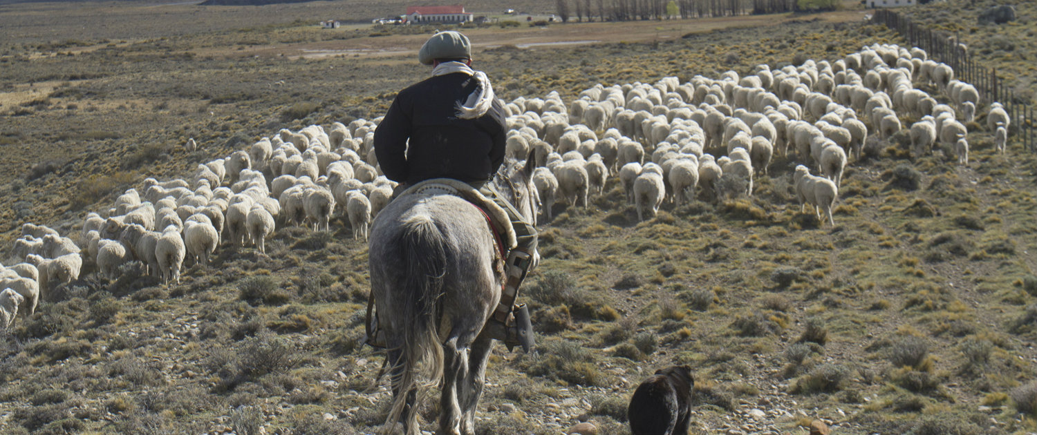 Farmer herding sheep Source Fuhrmann Organic Wool Argentina