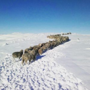 Sheep in snow Patagonia Fuhrmann Organic Wool