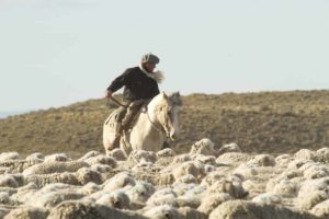Fuhrmann Organic Wool Gaucho riding horse and sheep