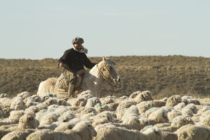 Animal Welfare Fuhrmann Organic Wool Gaucho Riding horse with sheep