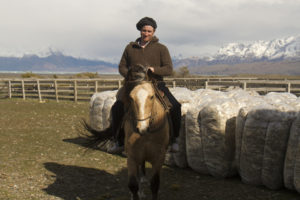 Animal Welfare Fuhrmann Organic Wool Gaucho infront of wool