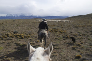 Animal Welfare Fuhrmann Organic Wool Sheep herding