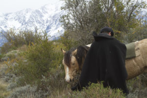 Fuhrmann Organic Wool Gaucho and horse