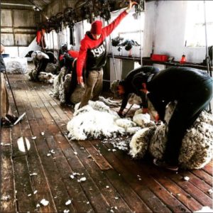 Shearing Sheep is part of good Animal Welfare Fuhrmann Organic Wool