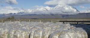 Wool bales on farm Traceability by Fuhrmann Organic Wool