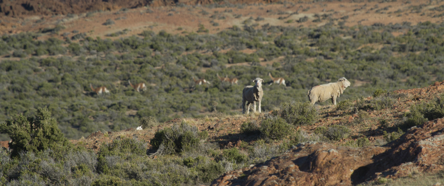 Sheep in Patagonia wilderness Fuhrmann Organic Wool
