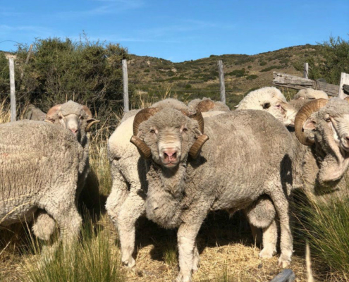 Merino Ram - Sheep Mating Season at Fuhrmann Argentina