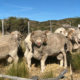 Merino Ram - Sheep Mating Season at Fuhrmann Argentina Temporada de apareamiento Fuhrmann Argentina