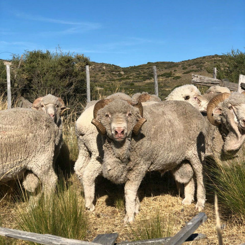 Farm Life Journey Episode 1: Sheep mating season on the Fuhrmann farms