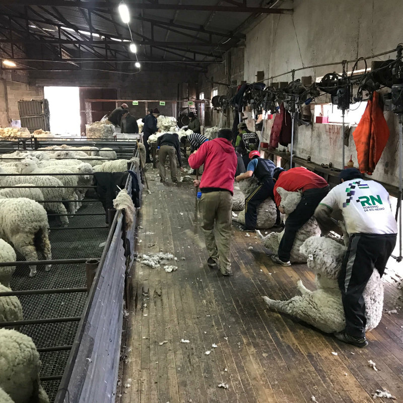 Farm Life Journey Episode 2: Shearing Season at Fuhrmann