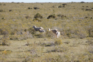 Fuhrmann Lambing Season Sheep in Paddock