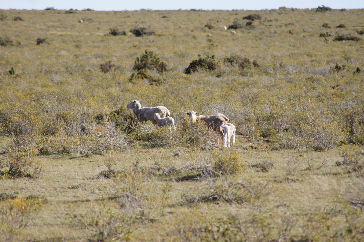 Fuhrmann Lambing Season Sheep in Paddock
